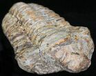 Calymene Trilobite From Morocco - Large Size #17899-1